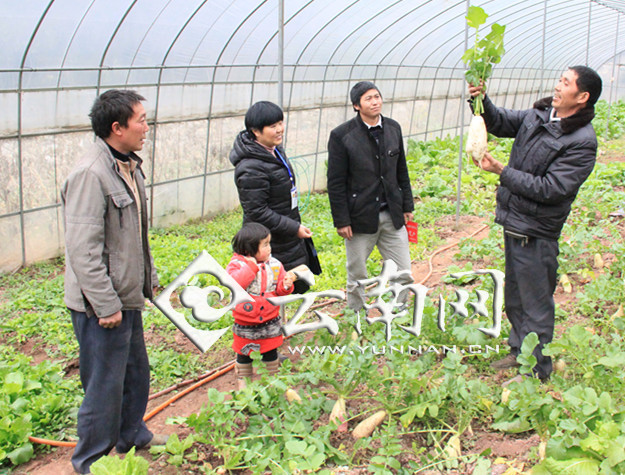小龙虾每亩一年收入_蔬菜种植每亩收入