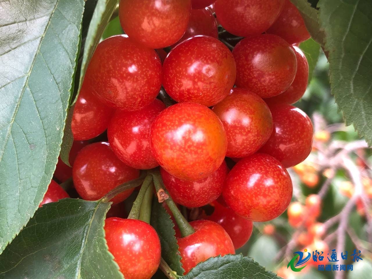 昭阳区杨家湾五一小长假乡村旅游助农增收