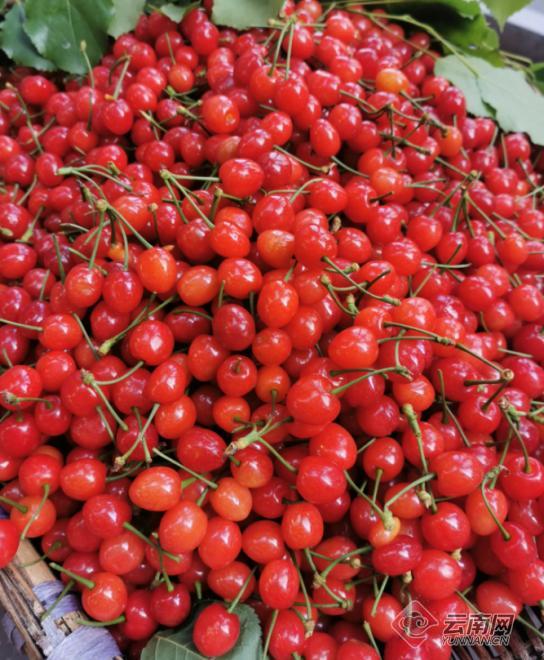 昭通彝良:樱桃"抢鲜"上市_要闻_昭通频道_云南网