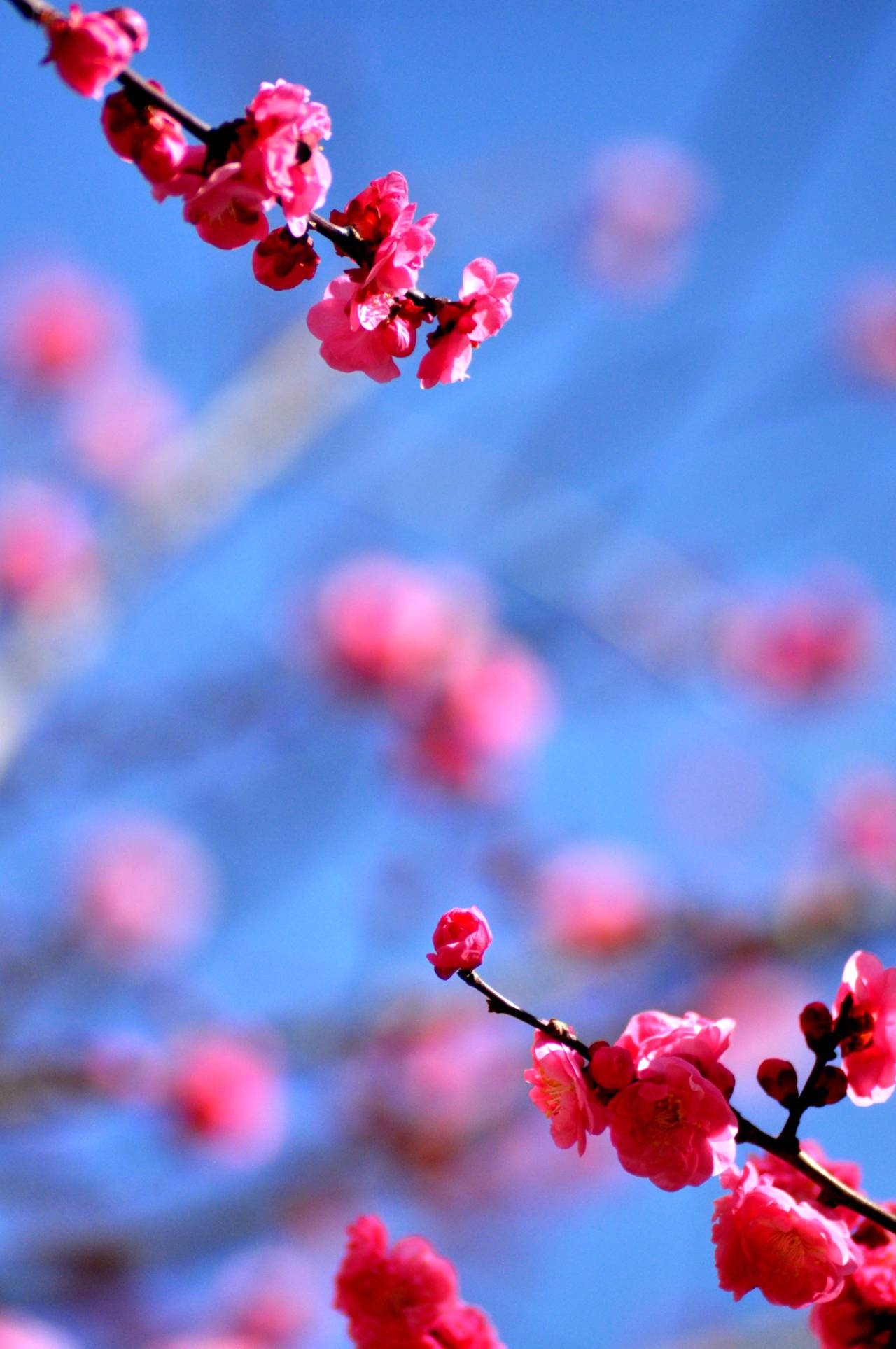 春花长什么样子图片图片