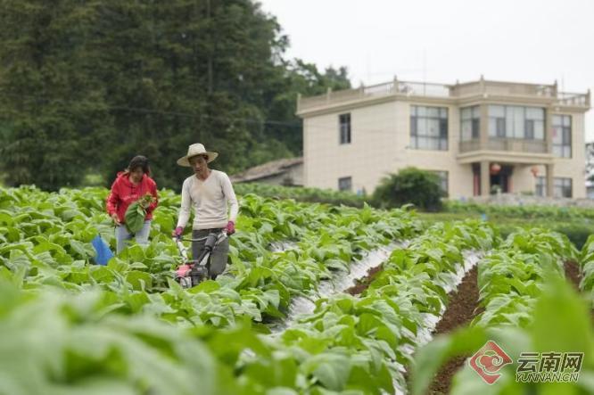 昭通彝良:"黄金叶"鼓起烟农钱袋子